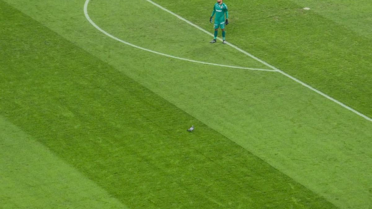 Porumbel rănit pe gazon în Dinamo - Metaloglobus