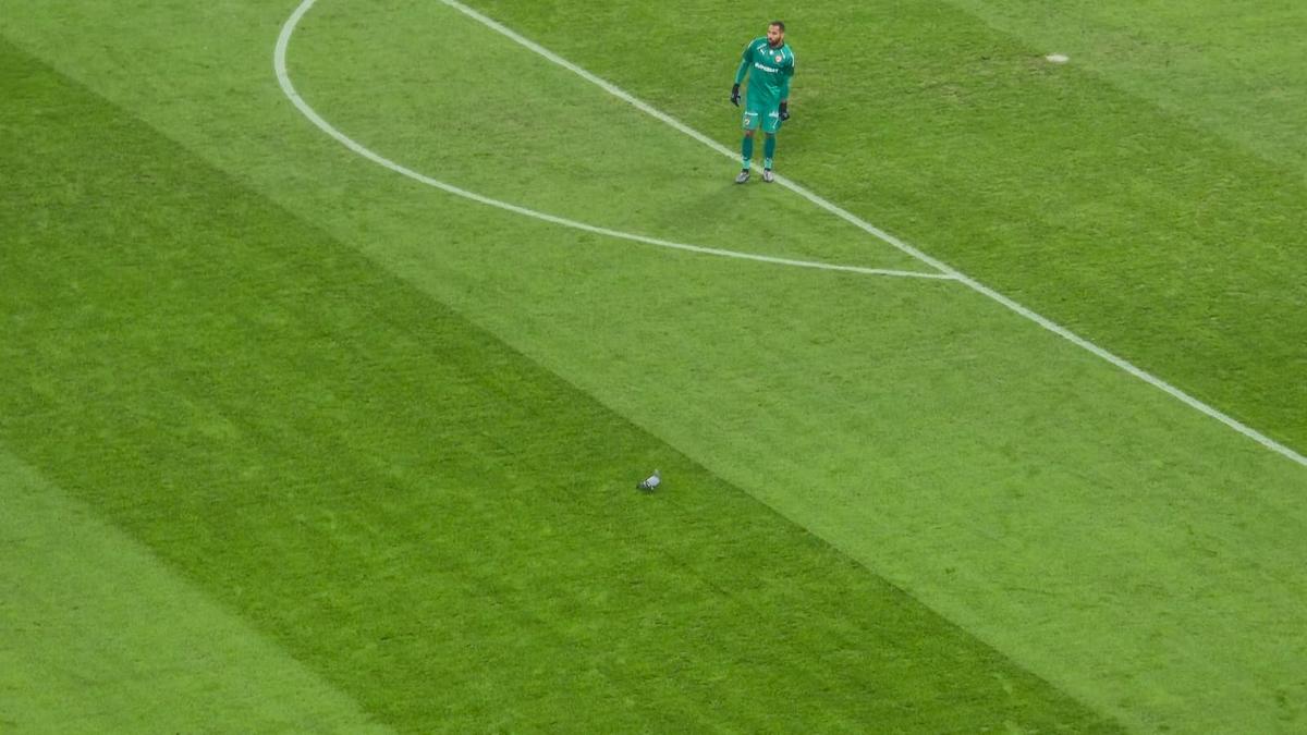 Porumbel rănit pe gazon în Dinamo - Metaloglobus