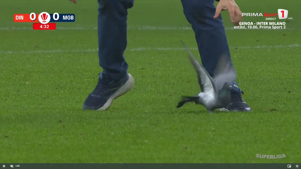 Porumbel rănit pe gazon în Dinamo - Metaloglobus