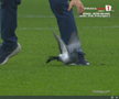 Scene rar văzute în timpul unui meci, la Dinamo - Metaloglobus » „Acum ai grijă ce faci cu el”