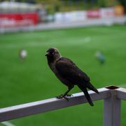 Stadionul lui FC Ballkani din Suhareka, Kosovo (foto: Raed Krishan/GSP)
