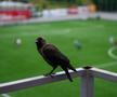 Stadionul lui FC Ballkani din Suhareka, Kosovo (foto: Raed Krishan/GSP)