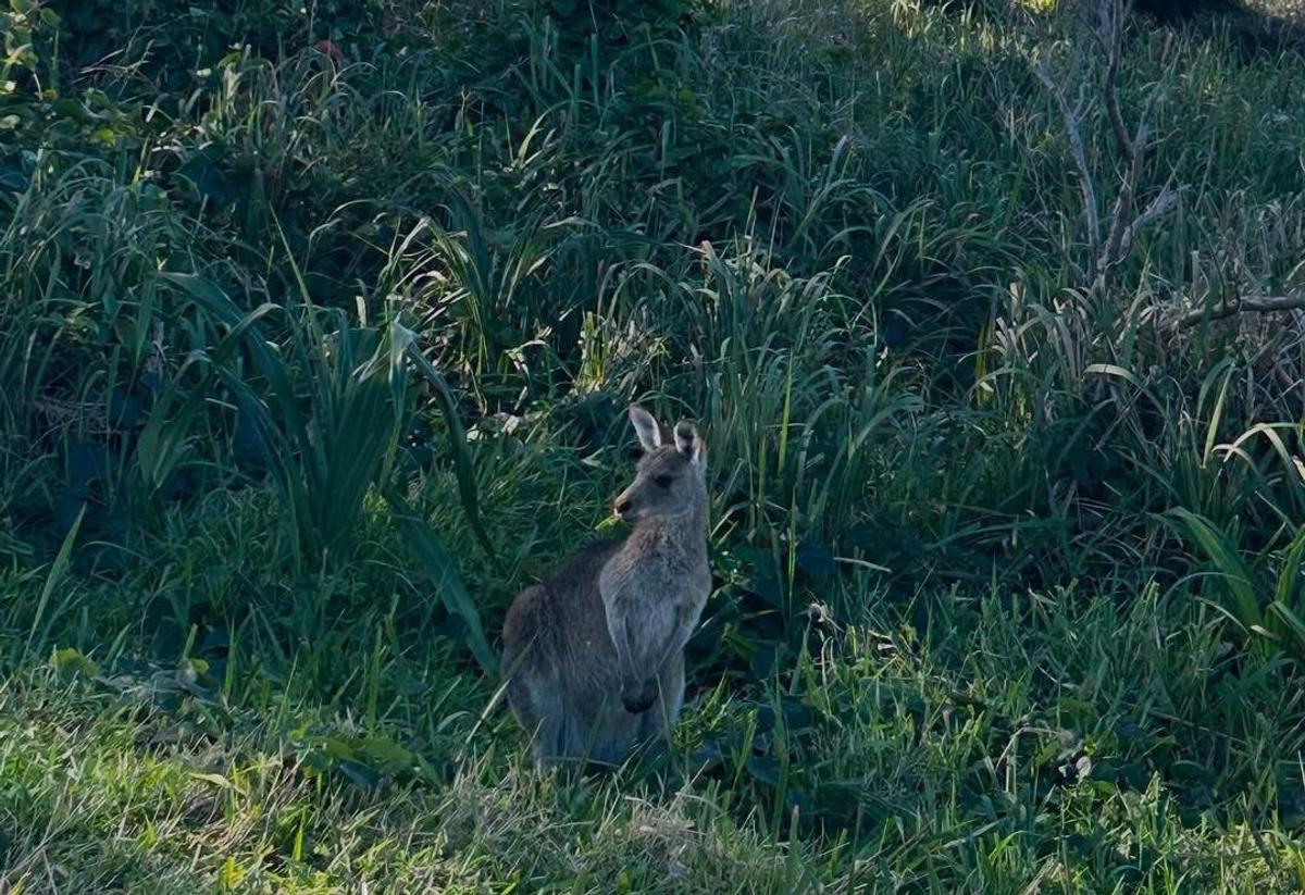 Fundașul naționalei și al lui Dinamo București a petrecut vara în sălbăticia Australiei, printre canguri și koala: „Altă lume. Ceva incredibil”
