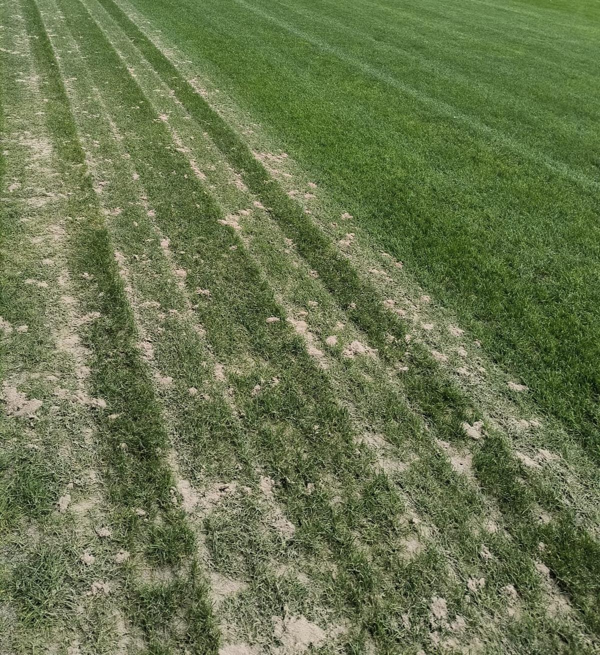 Cum arată gazonul de pe Arcul de Triumf