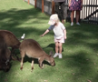 Wozniacki la zoo