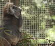 Wozniacki la zoo