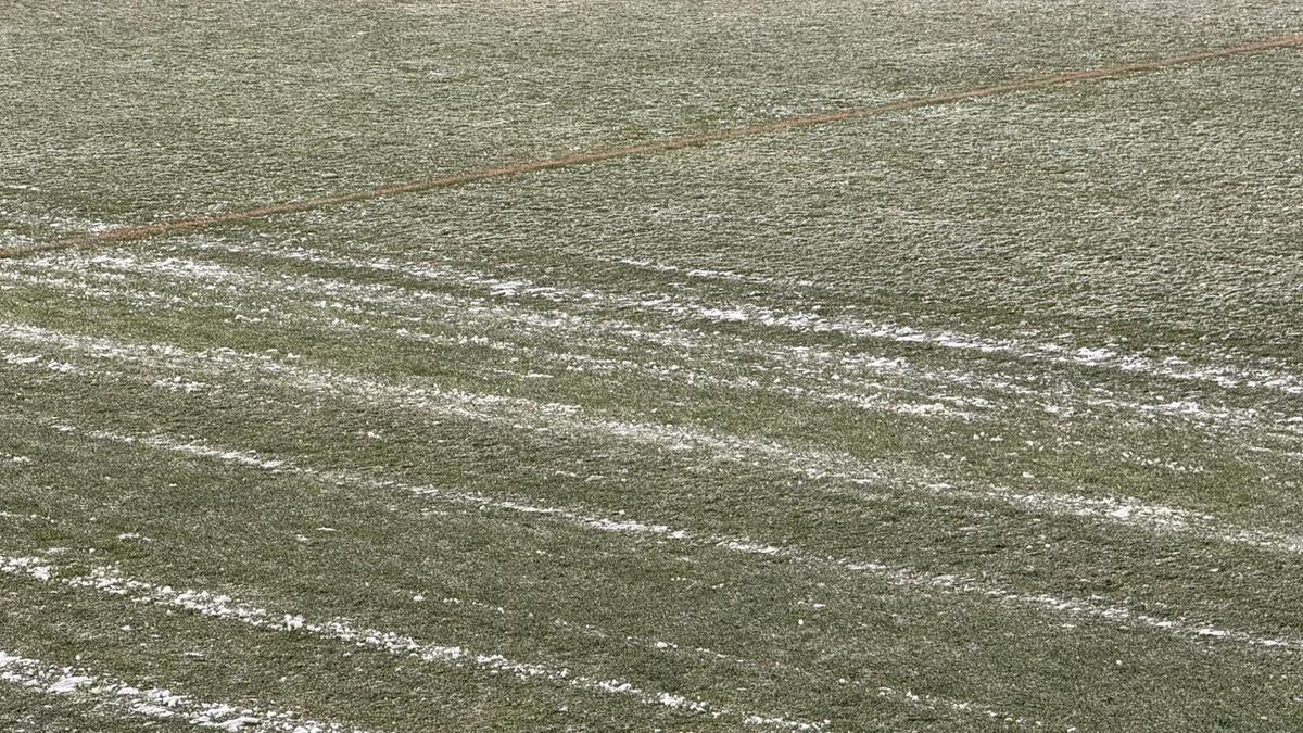 Cum se prezintă gazonul înainte de FC Argeș - FCSB