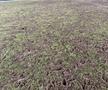 Imagini dinainte și de după România - Belgia, meci de rugby / FOTO: Ovidiu Minea (GSP.ro)