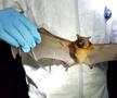 Washington Post: oficiali din Departamentul de Stat american avertizau din 2018 că se făceau experimente riscante cu lilieci în Wuhan