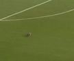 Momente geniale în MLS! Un raton a intrat pe teren și s-a lăsat cu greu prins: „Când vom începe să ținem cu el?”