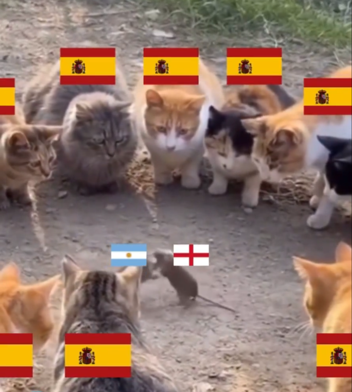 Cele mai tari meme-uri după Anglia - Argentina