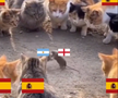 Cele mai tari meme-uri după Anglia - Argentina
