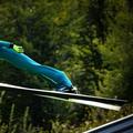 Etapele din cadrul Cupei Mondiale de sărituri cu schiurile de vară aduc și ele spectacol