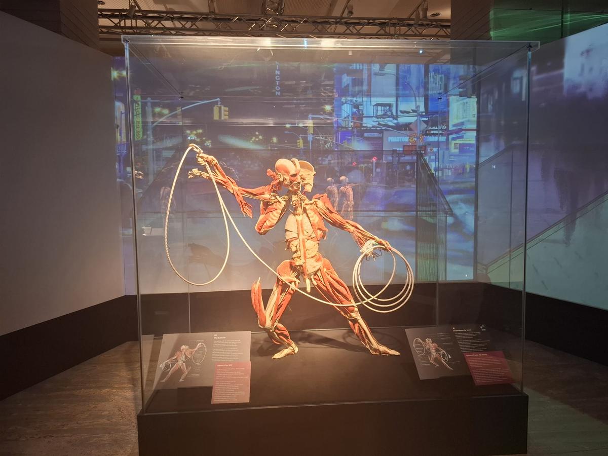 Știință pură și șocantă la București » Controversata expoziție de cadavre plastinate „BODY WORLDS Vital” prezintă corpul omenesc în cele mai mici amănunte, cu exemple din lumea sportului