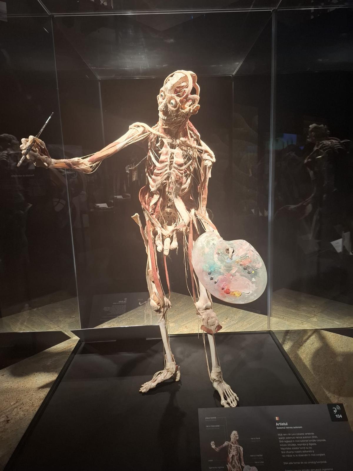 Expoziția Body Worlds Vitals de la București