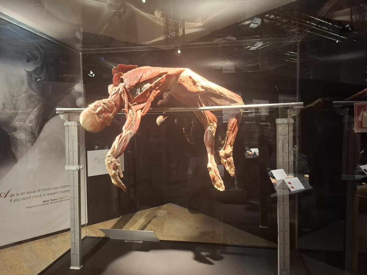 Știință pură și șocantă la București » Controversata expoziție de cadavre plastinate „BODY WORLDS Vital” prezintă corpul omenesc în cele mai mici amănunte, cu exemple din lumea sportului