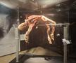 Expoziția Body Worlds Vitals de la București