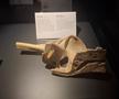 Expoziția Body Worlds Vitals de la București