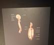 Expoziția Body Worlds Vitals de la București