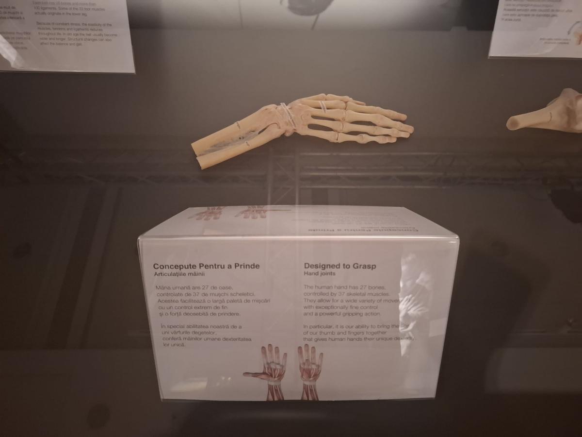 Știință pură și șocantă la București » Controversata expoziție de cadavre plastinate „BODY WORLDS Vital” prezintă corpul omenesc în cele mai mici amănunte, cu exemple din lumea sportului