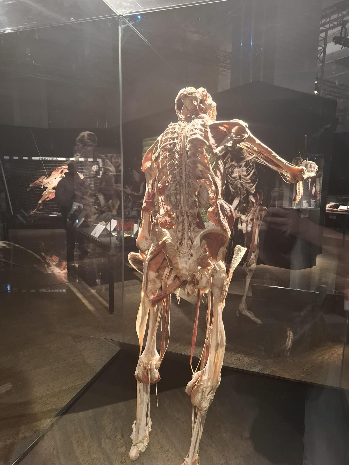 Expoziția Body Worlds Vitals de la București