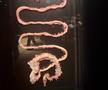 Știință pură și șocantă la București » Controversata expoziție de cadavre plastinate „BODY WORLDS Vital” prezintă corpul omenesc în cele mai mici amănunte, cu exemple din lumea sportului