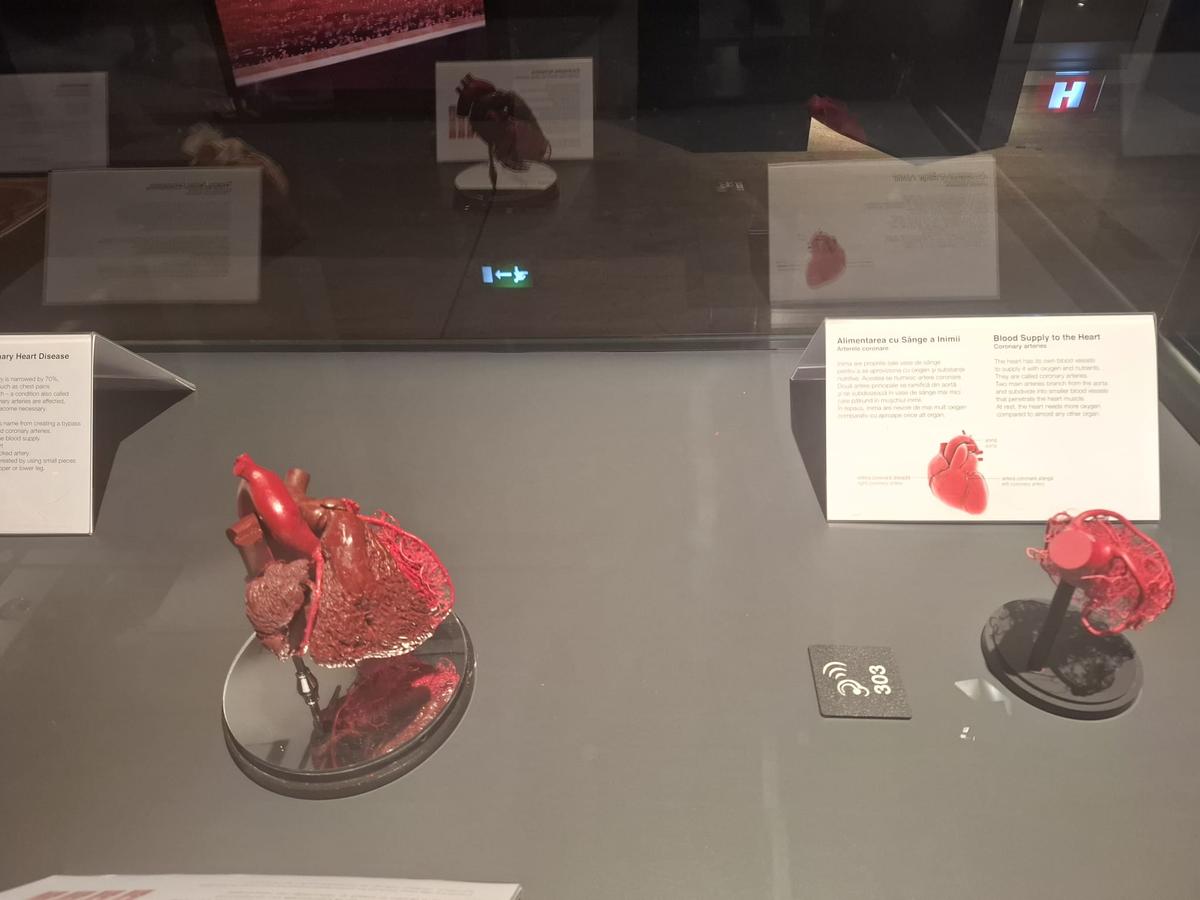 Expoziția Body Worlds Vitals de la București