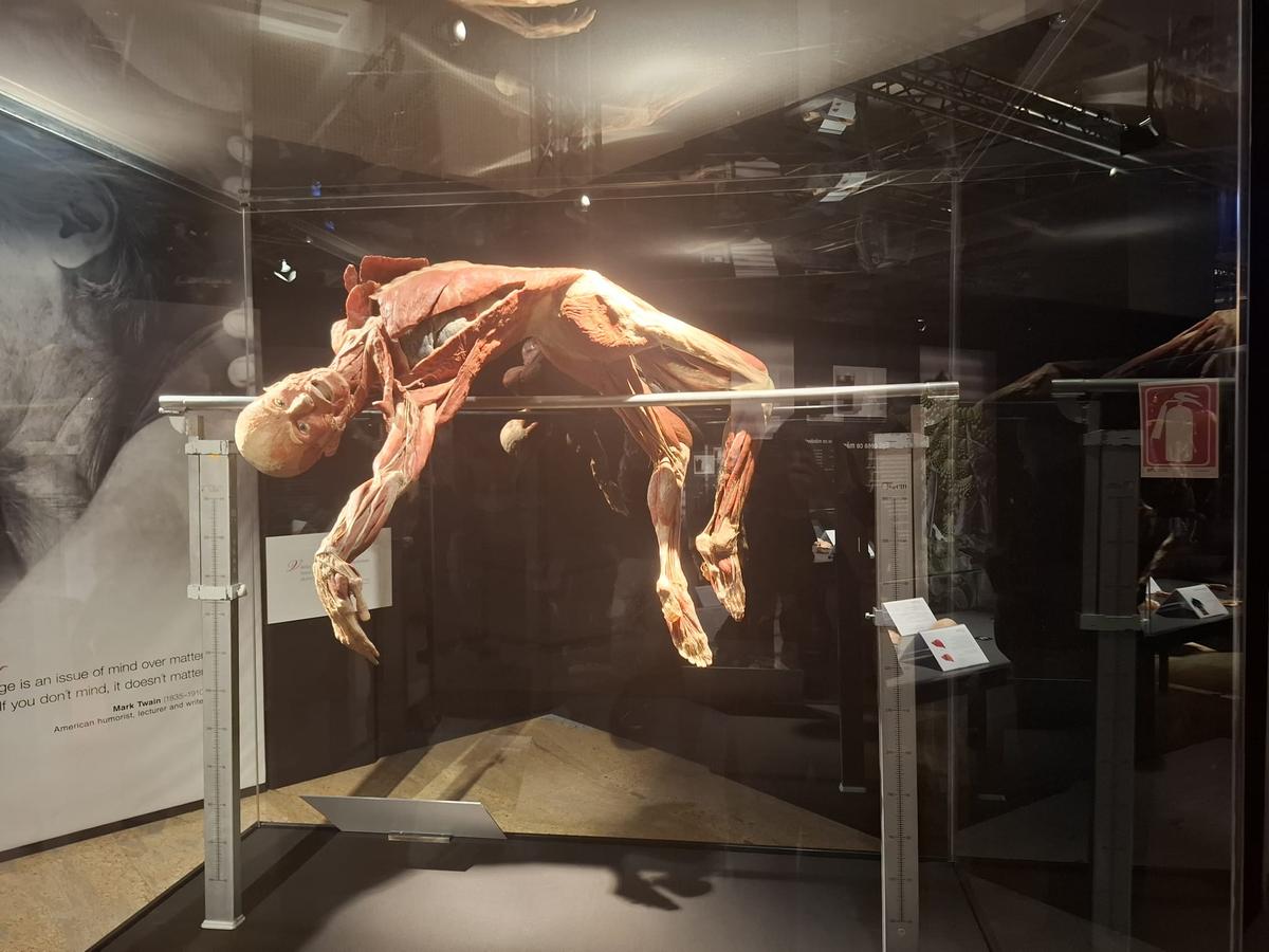 Știință pură și șocantă la București » Controversata expoziție de cadavre plastinate „BODY WORLDS Vital” prezintă corpul omenesc în cele mai mici amănunte, cu exemple din lumea sportului