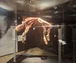 Expoziția Body Worlds Vitals de la București
