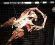 Unul dintre exemplarele plastinate de la expoziția BODY WORLDS Vital reprezintă un portar de fotbal, care-și arată mușchii, oasele și organele interne Foto: Oana Dușmănescu