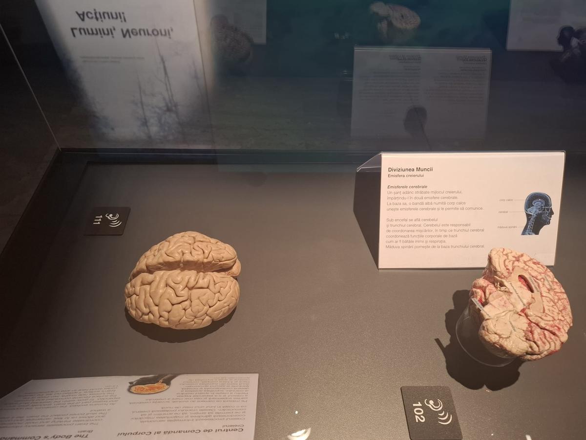 Expoziția Body Worlds Vitals de la București