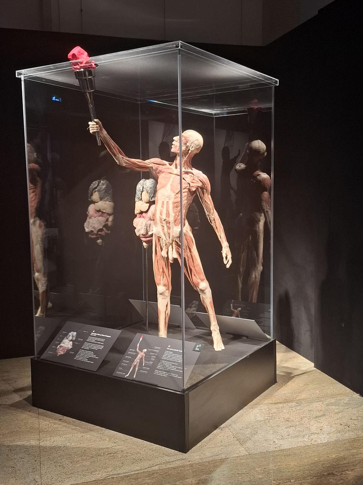 Știință pură și șocantă la București » Controversata expoziție de cadavre plastinate „BODY WORLDS Vital” prezintă corpul omenesc în cele mai mici amănunte, cu exemple din lumea sportului