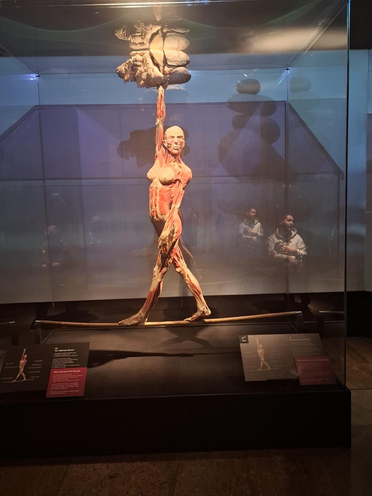 Expoziția Body Worlds Vitals de la București