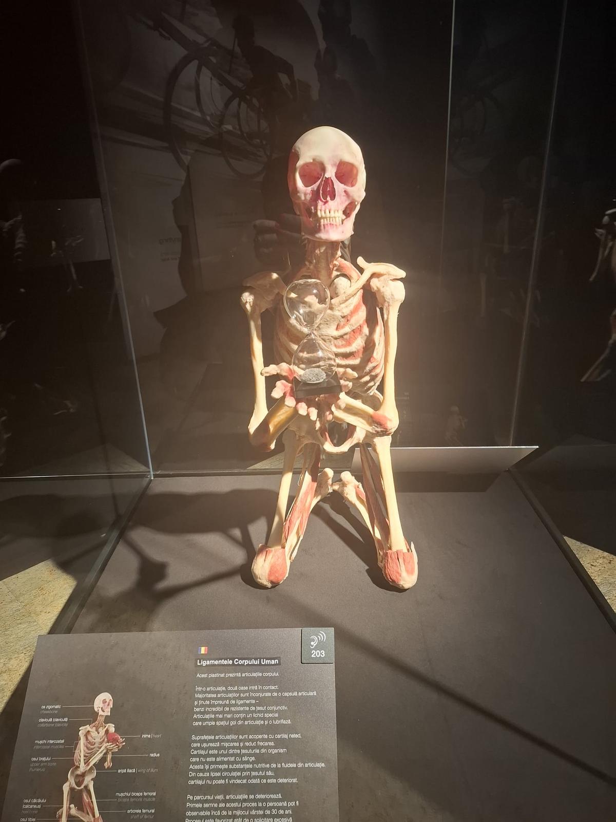 Știință pură și șocantă la București » Controversata expoziție de cadavre plastinate „BODY WORLDS Vital” prezintă corpul omenesc în cele mai mici amănunte, cu exemple din lumea sportului