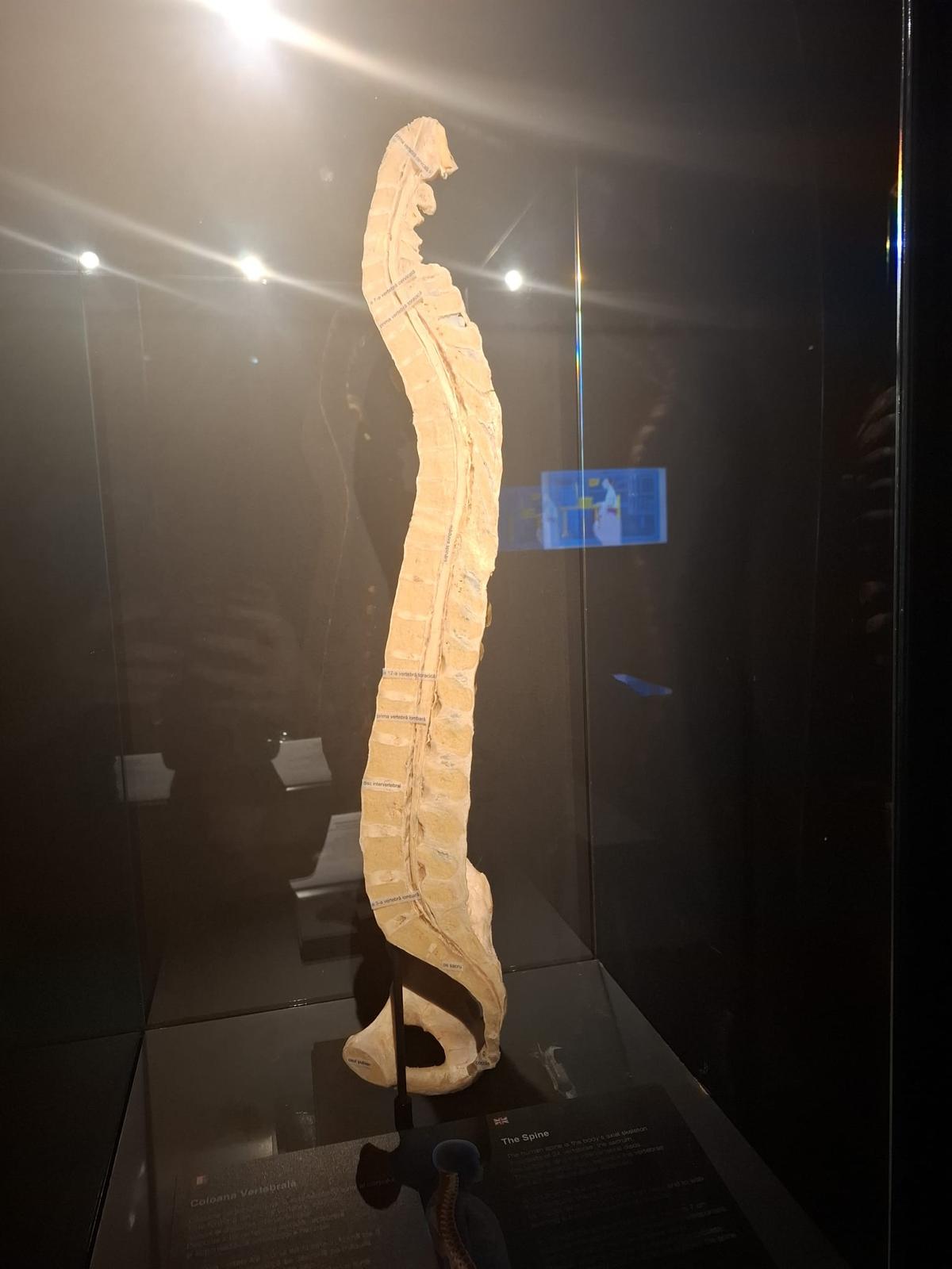 Expoziția Body Worlds Vitals de la București