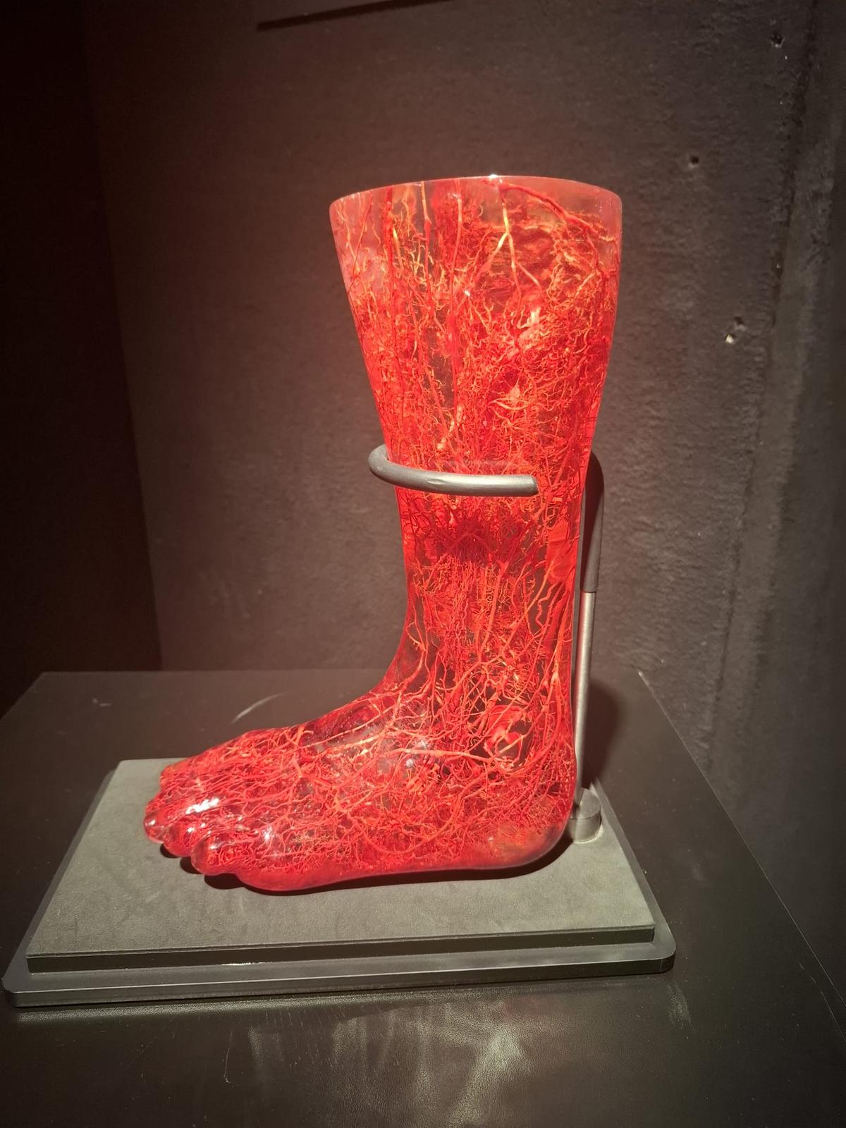 Expoziția Body Worlds Vitals de la București