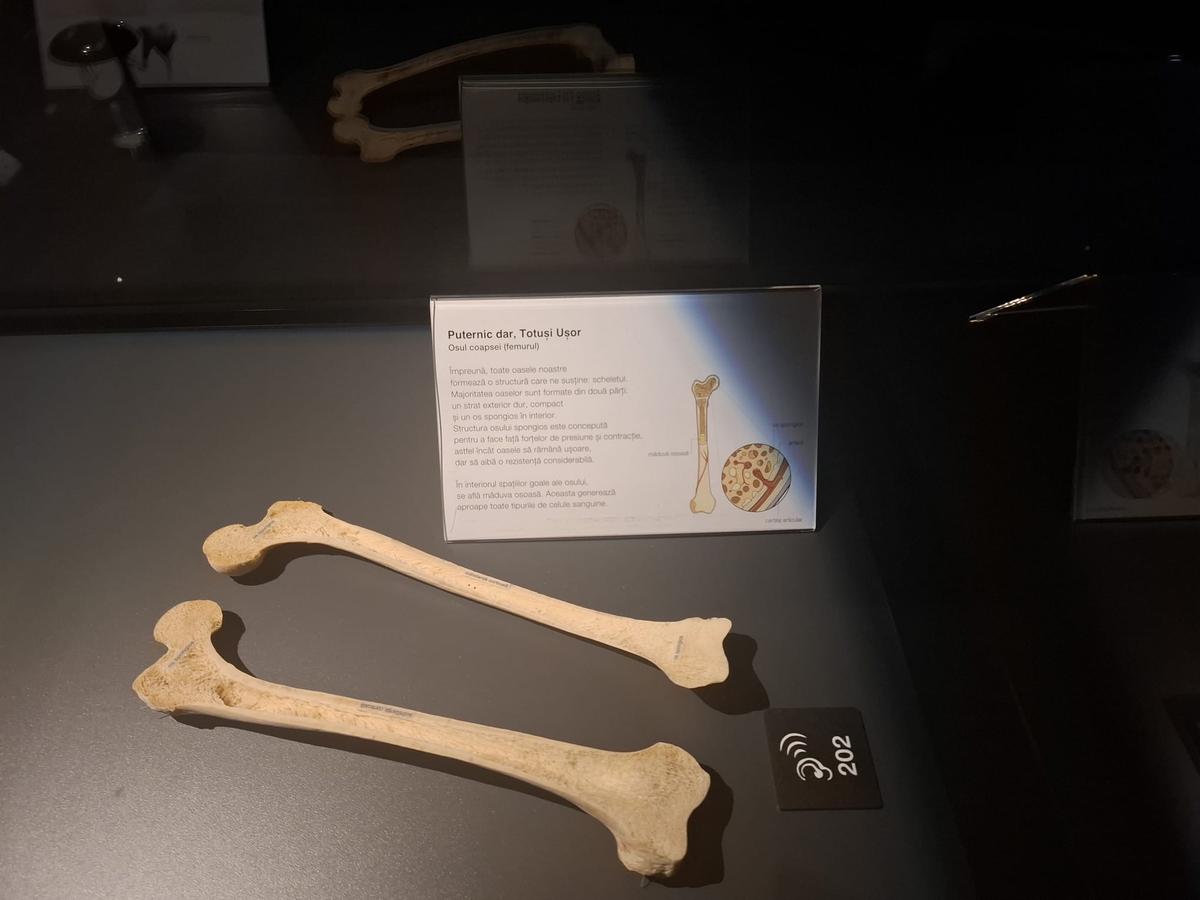 Expoziția Body Worlds Vitals de la București