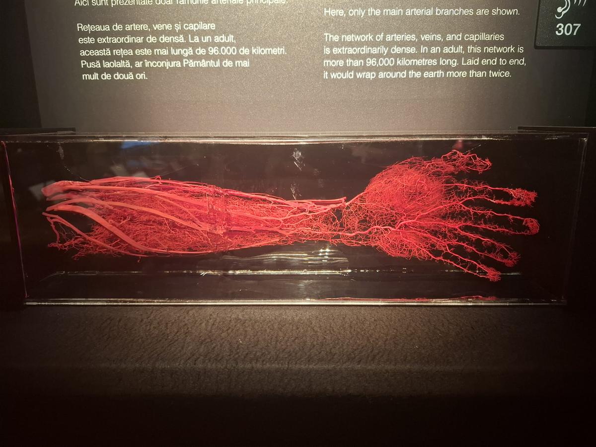 Știință pură și șocantă la București » Controversata expoziție de cadavre plastinate „BODY WORLDS Vital” prezintă corpul omenesc în cele mai mici amănunte, cu exemple din lumea sportului
