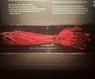 Expoziția Body Worlds Vitals de la București