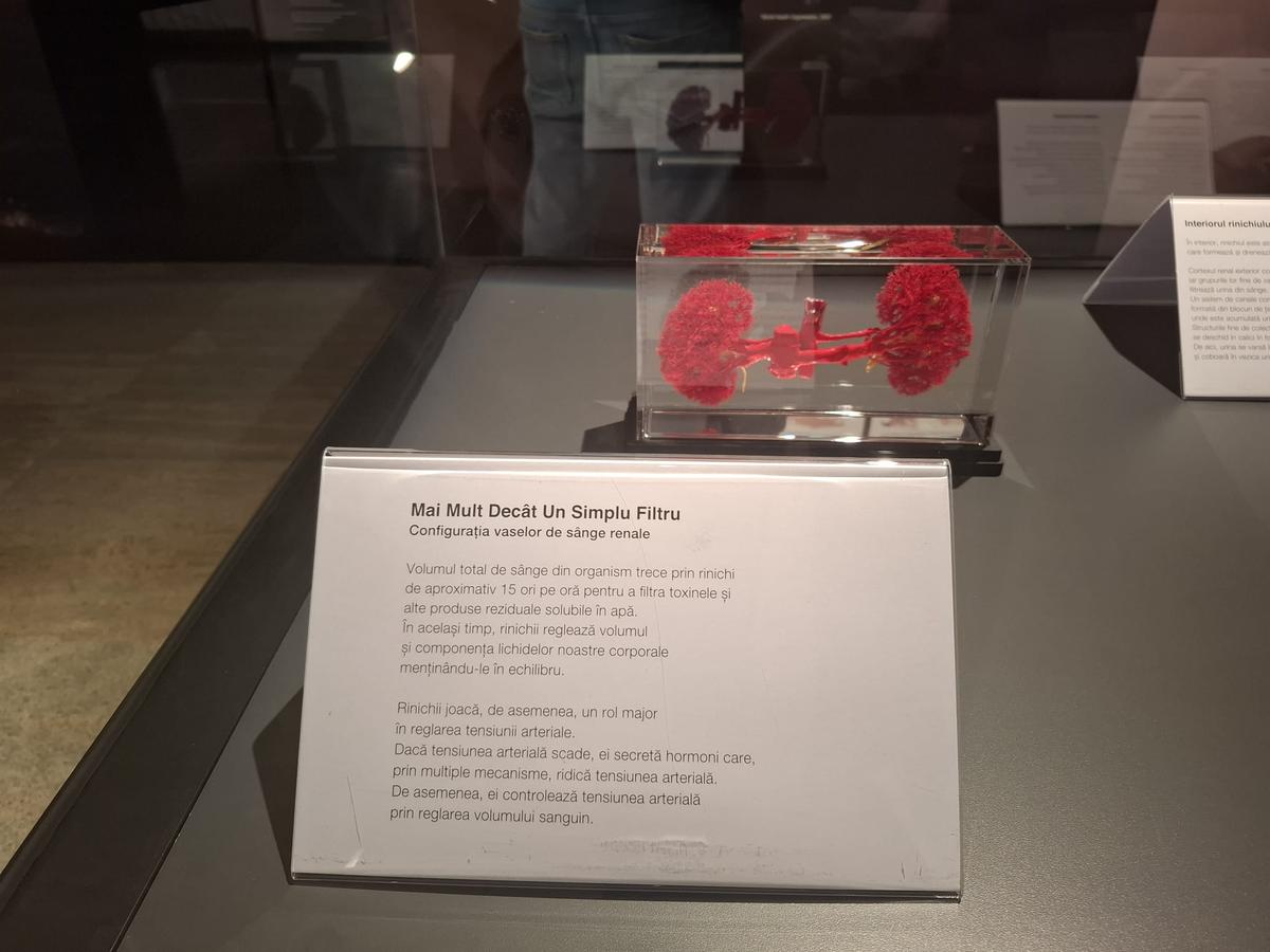Știință pură și șocantă la București » Controversata expoziție de cadavre plastinate „BODY WORLDS Vital” prezintă corpul omenesc în cele mai mici amănunte, cu exemple din lumea sportului