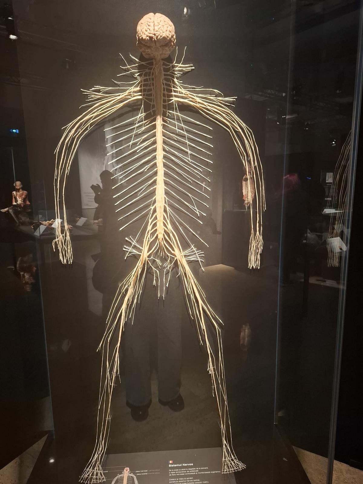 Expoziția Body Worlds Vitals de la București