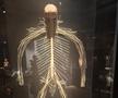 Știință pură și șocantă la București » Controversata expoziție de cadavre plastinate „BODY WORLDS Vital” prezintă corpul omenesc în cele mai mici amănunte, cu exemple din lumea sportului