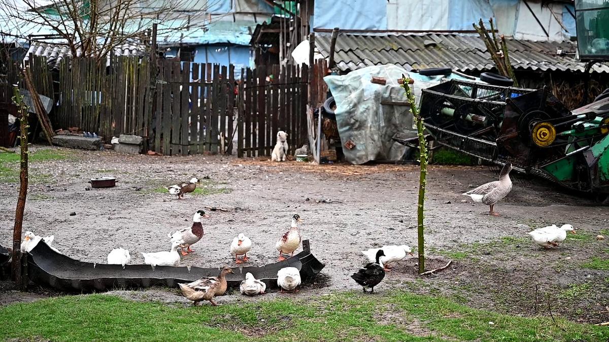 Omerta Stoenești - Săbărelul Ciocoveni
