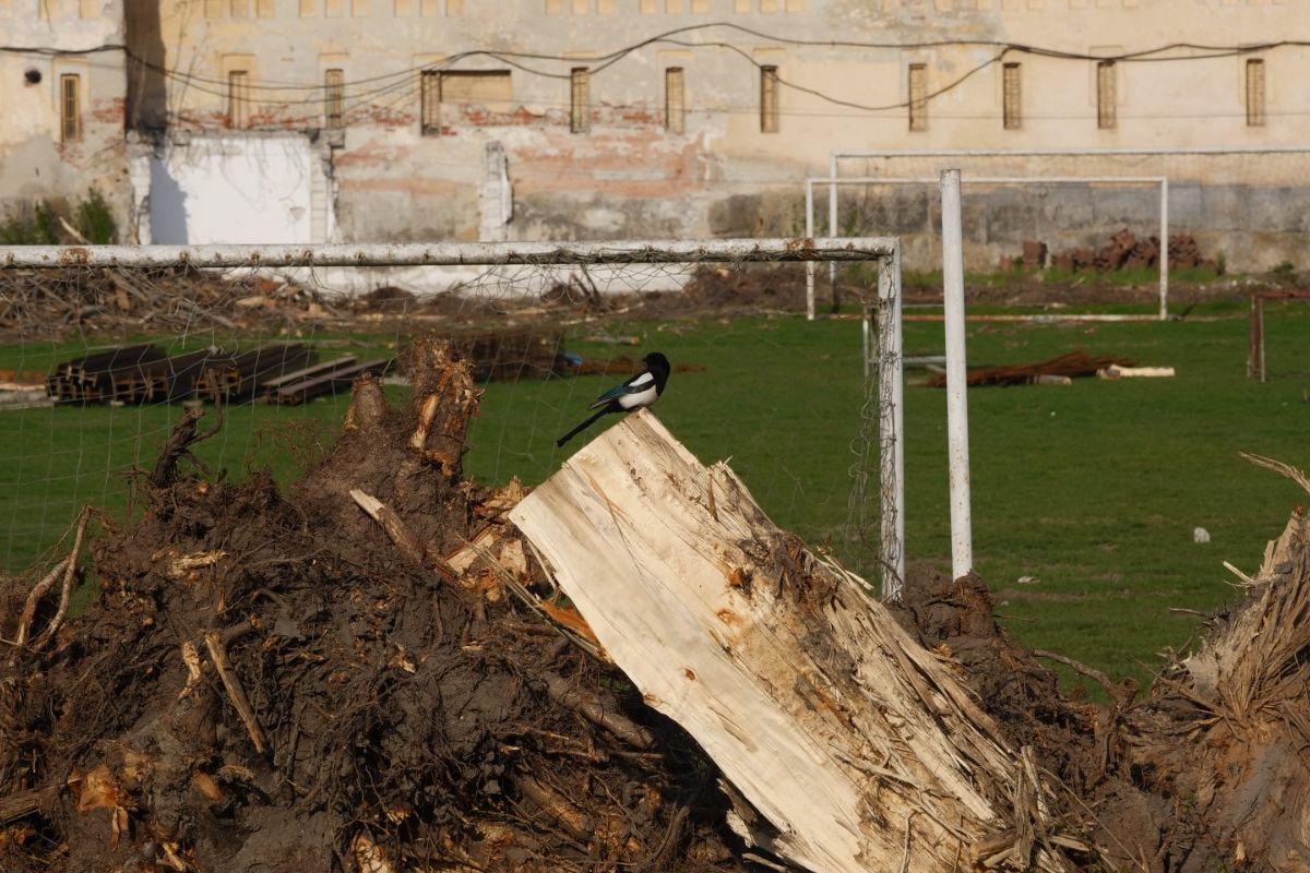 Galerie Foto Stadionul Tineretului demolat