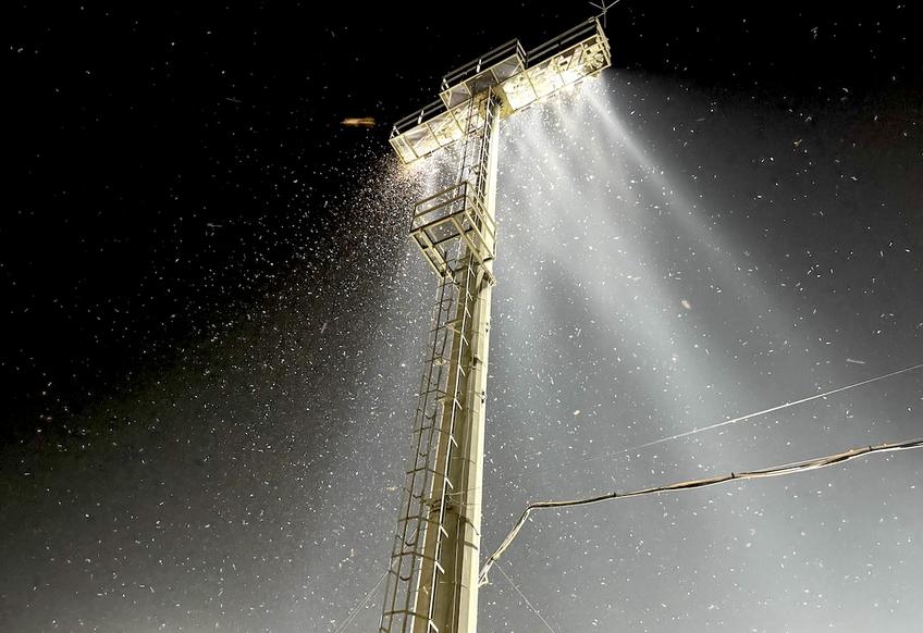 Invazie de insecte la meciul România U19 – Spania U19, de la Voluntari