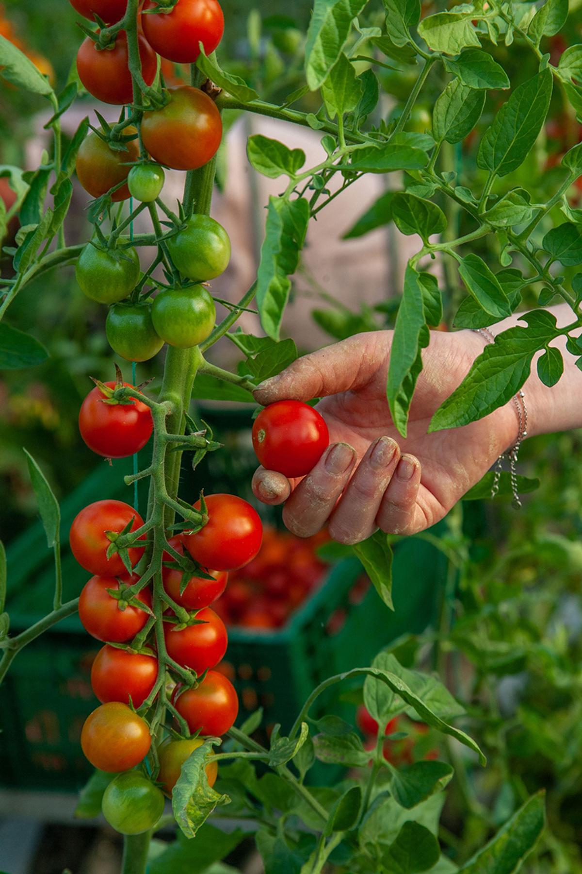 Cum va arăta mâncarea viitorului: „Abia aștept să folosim inteligența artificială în agricultură!” + Diferența dintre legumele obișnuite și cele bio