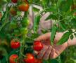 Cum va arăta mâncarea viitorului: „Abia aștept să folosim inteligența artificială în agricultură!” + Diferența dintre legumele obișnuite și cele bio