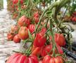 Cum va arăta mâncarea viitorului: „Abia aștept să folosim inteligența artificială în agricultură!” + Diferența dintre legumele obișnuite și cele bio