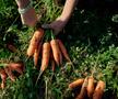 Cum va arăta mâncarea viitorului: „Abia aștept să folosim inteligența artificială în agricultură!” + Diferența dintre legumele obișnuite și cele bio