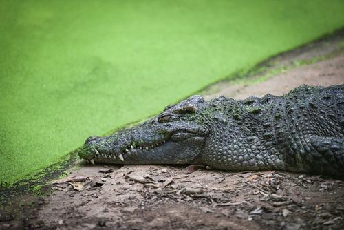 Râul cu crocodili din Australia, aprobat pentru probele de canotaj și canoe de la Jocurile Olimpice din 2032 // foto: imago imgaes